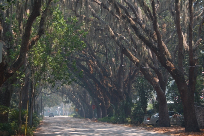 an arch of trees, St. Augustine, FL